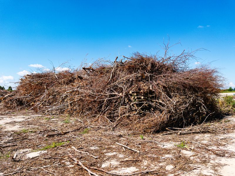 Brush Clearing and Disposal